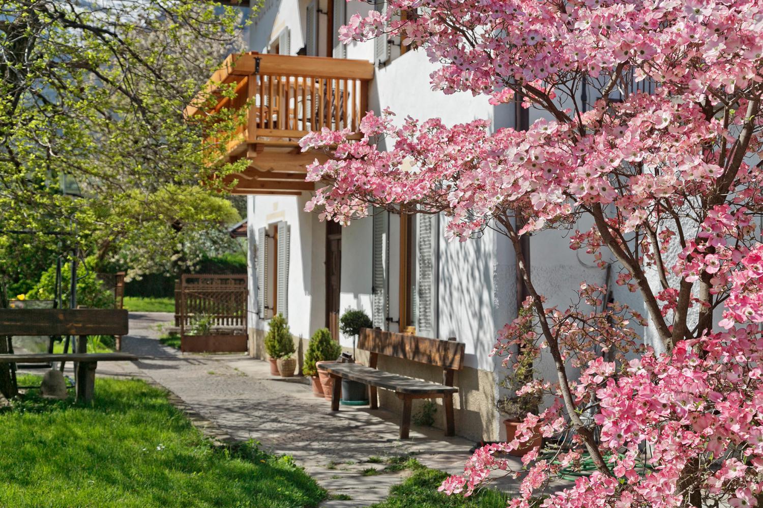 Frühling am Pendler Hof in Algund Forst