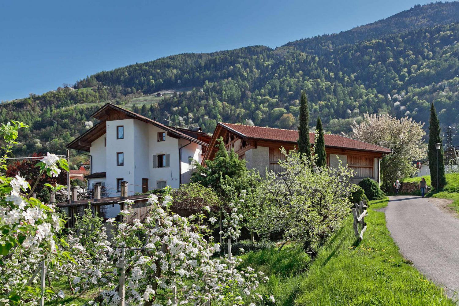 Frühlingsblüte am Pendler Hof in Algund Forst